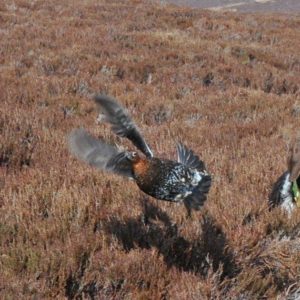 Dipper point grouse