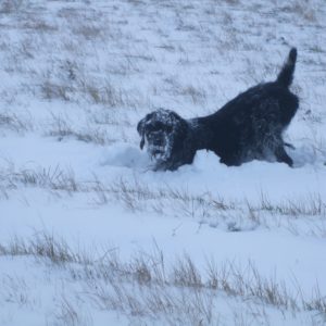 snow 2011